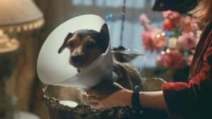 Every Dog Has Its Day — foto 1