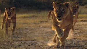 Pride in Battle — foto 2