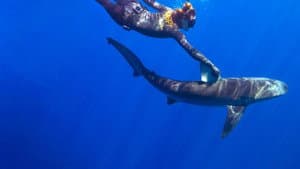 Maui Shark Mystery — foto 2