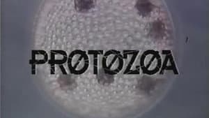 Protozoa — foto 1