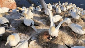 Helgoland - Wilde Welt am roten Felsen — foto 1