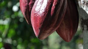 The Chocolate Farmer — foto 1