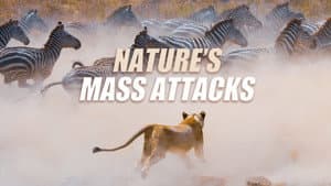 Nature's Mass Attacks — foto 1