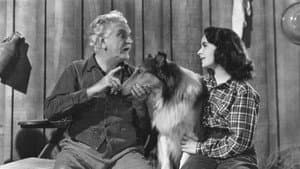El valor de Lassie — foto 4