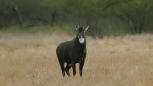Nilgó del sur de Texas