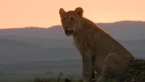 Lions Rule — foto 2