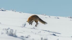Yellowstone — foto 2