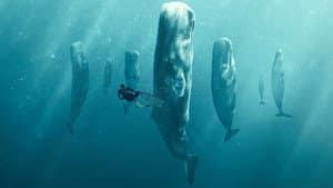 Whale with Steve Backshall — foto 4