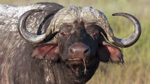 Blood Rivals: Lion vs Buffalo — foto 2