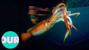 The Truth About Killer Squid — foto 1