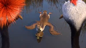 Pato, pato, ganso — foto 5