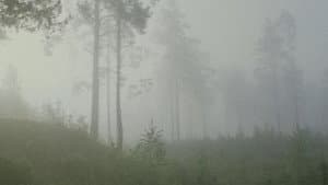 Miške — foto 2