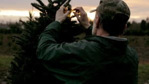 Noble Fir — foto 1