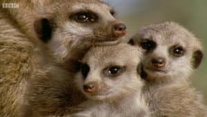 Animal Super Parents — foto 1