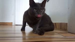 Gatos e Câmeras — foto 1