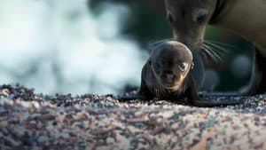 Leones Marinos de las Galápagos — foto 5