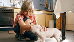 Rennschwein Rudi Rüssel — foto 2