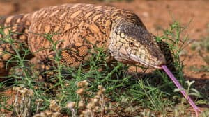 Wild Australia — foto 4