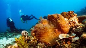 Great Barrier Reef: The Next Generation — foto 1