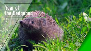 Year of the Hedgehog — foto 1