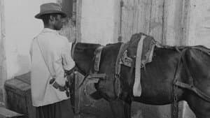 Borom sarret — foto 3