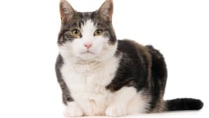 Gatos: Una oda al amor gatuno — foto 12