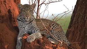 Surviving the Serengeti — foto 1