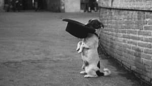 Umberto D. — foto 12