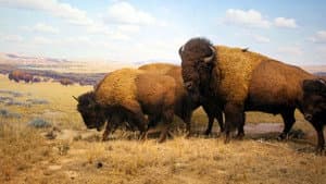 Wild Yellowstone — foto 7