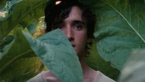 Lazzaro felice — foto 10