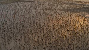 Flamingos: La vida después del meteorito — foto 2