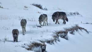 Yellowstone — foto 3