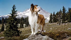 Lassie and the Flight of the Cougar — foto 2