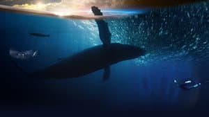 Blue Planet Live — foto 1