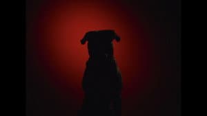 Mauled By a Dog — foto 1