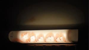 Fangs — foto 11