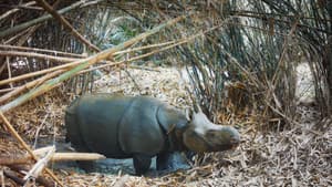 Rinocerontes