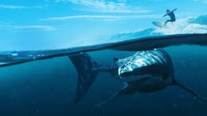 When Sharks Attack 360 — foto 6