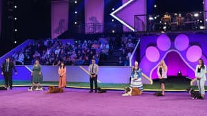 2022 American Rescue Dog Show — foto 6