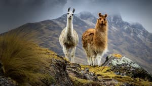 South America Untamed — foto 1