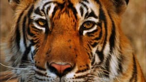 Broken Tail: A Tiger's Last Journey — foto 1