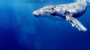Secretos de las Ballenas — foto 4