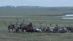 Gaz russe, la dernière route des Nenets — foto 9