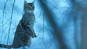 Mon chat et moi, la grande aventure de Rroû — foto 6
