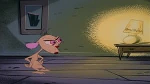 Identificación de perro