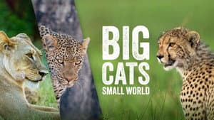 Big Cats, Small World — foto 1