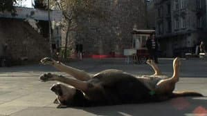 Taşkafa, Stories of the Street — foto 1
