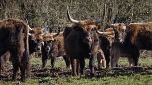 Dans la peau des premiers paysans français — foto 9