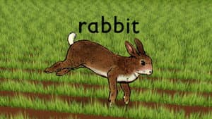 Rabbit — foto 3