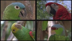 Planet Parrot — foto 2